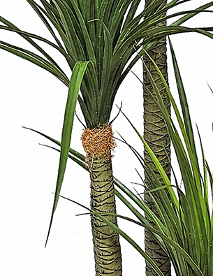 Ponytail Yucca 2m triple-stem